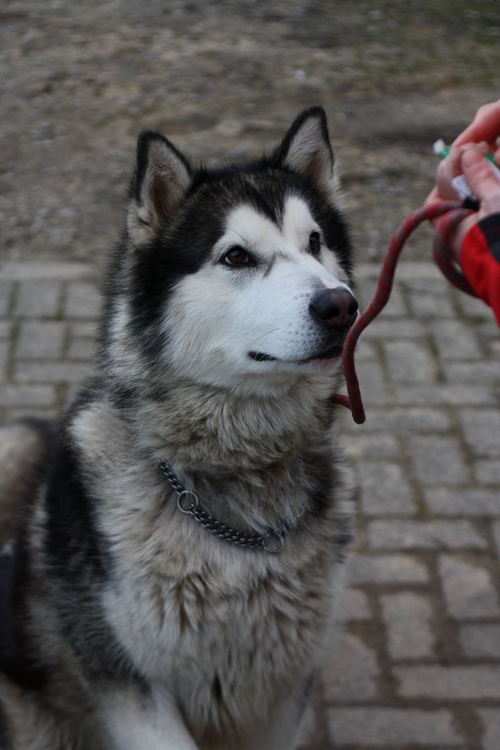 K8 Conway, Handsome Husky Friends of the Dogs (Wales)